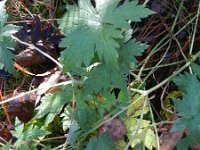 Geranium palustre 3, Saxifraga-Rutger Barendse