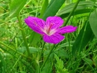 Geranium palustre 8, Saxifraga-Hans Grotenhuis