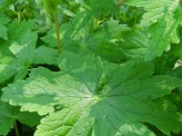 Geranium phaeum 11, Donkere ooievaarsbek, Saxifraga-Rutger Barendse