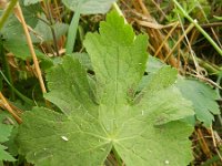 Geranium phaeum 12, Donkere ooievaarsbek, Saxifraga-Rutger Barendse