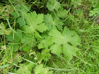 Geranium phaeum 13, Donkere ooievaarsbek, Saxifraga-Rutger Barendse