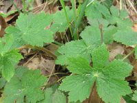 Geranium phaeum 14, Donkere ooievaarsbek, Saxifraga-Rutger Barendse