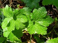 Geranium phaeum 15, Donkere ooievaarsbek, Saxifraga-Rutger Barendse