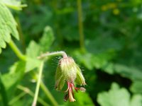 Geranium phaeum 16, Donkere ooievaarsbek, Saxifraga-Rutger Barendse