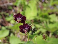 Geranium phaeum 17, Donkere ooievaarsbek, Saxifraga-Jeroen Willemsen