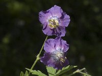 Geranium phaeum 2, Donkere ooievaarsbek, Saxifraga-Jan van der Straaten