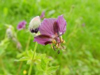 Geranium phaeum 20, Donkere ooievaarsbek, Saxifraga-Rutger Barendse