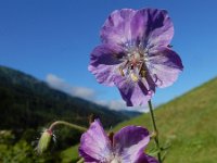 Geranium phaeum 22, Donkere ooievaarsbek, Saxifraga-Ed Stikvoort