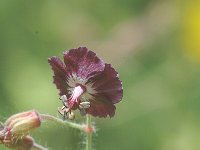 Geranium phaeum 3, Donkere ooievaarsbek, Saxifraga-Jan van der Straaten