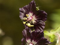 Geranium phaeum 4, Donkere ooievaarsbek, Saxifraga-Jan van der Straaten