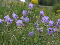 Geranium pratense 10, Beemdooievaarsbek, Saxifraga-Rutger Barendse