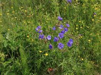 Geranium pratense 17, Beemdooievaarsbek, Saxifraga-Hans Boll