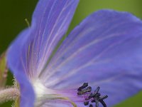 Geranium pratense 18, Beemdooievaarsbek, Saxifraga-Jan Nijendijk