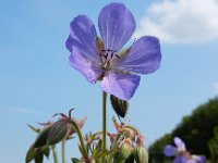 Geranium pratense 21, Beemdooievaarsbek, Saxifraga-Ed Stikvoort