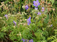 Geranium pratense 24, Beemdooievaarsbek, Saxifraga-Ed Stikvoort