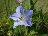 Geranium pratense 25, Beemdooievaarsbek, Saxifraga-Ed Stikvoort