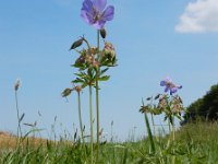 Geranium pratense 27, Beemdooievaarsbek, Saxifraga-Ed Stikvoort