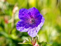 Geranium pratense 29, Beemdooievaarsbek, Saxifraga-Bart Vastenhouw