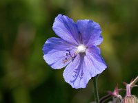 Geranium pratense 33, Beemdooievaarsbek, Saxifraga-Bart Vastenhouw