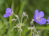 Geranium pratense 37, Beemdooievaarsbek, Saxifraga-Jan NIjendijk