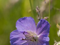 Geranium pratense 40, Beemdooievaarsbek, Saxifraga-Jan Nijendijk