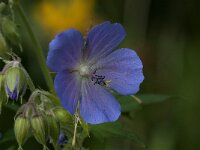 Geranium pratense 41, Beemdooievaarsbek, Saxifraga-Jan van der Straaten