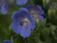 Geranium pratense 42, Beemdooievaarsbek, Saxifraga-Jan van der Straaten