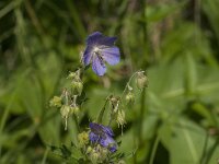 Geranium pratense 43, Beemdooievaarsbek, Saxifraga-Jan van der Straaten