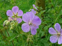 Geranium pratense 44, Beemdooievaarsbek, Saxifraga-Hans Grotenhuis
