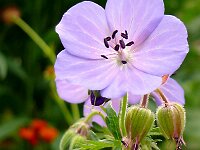 Geranium pratense 45, Beemdooievaarsbek, Saxifraga-Hans Grotenhuis