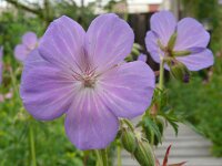 Geranium pratense 46, Beemdooievaarsbek, Saxifraga-Hans Grotenhuis