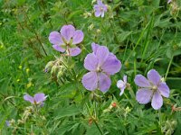 Geranium pratense 47, Beemdooievaarsbek, Saxifraga-Hans Grotenhuis