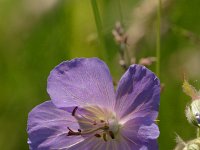 Geranium pratense 6, Beemdooievaarsbek, Saxifraga-Jan Nijendijk