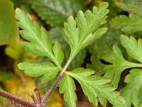 Geranium purpureum 10, Klein robertskruid, Saxifraga-Ab H Baas