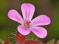 Geranium purpureum 11, Klein robertskruid, Saxifraga-Ab H Baas