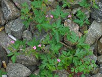 Geranium purpureum 19, Klein robertskruid, Saxifraga-Ed Stikvoort