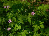 Geranium purpureum 28, Klein robertskruid, Saxifraga-Ed Stikvoort