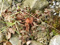 Geranium purpureum 29, Klein robertskruid, Saxifraga-Rutger Barendse