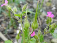 Geranium purpureum 33, Klein robertskruid, Saxifraga-Rutger Barendse