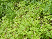 Geranium purpureum 34, Klein robertskruid, Saxifraga-Rutger Barendse