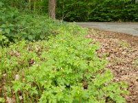 Geranium purpureum 35, Klein robertskruid, Saxifraga-Rutger Barendse