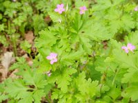 Geranium purpureum 36, Klein robertskruid, Saxifraga-Rutger Barendse