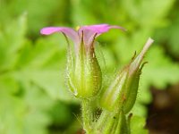 Geranium purpureum 37, Klein robertskruid, Saxifraga-Rutger Barendse