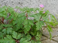 Geranium purpureum 38, Klein robertskruid, Saxifraga-Rutger Barendse