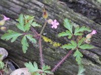 Geranium purpureum 5, Klein robertskruid, Saxifraga-Peter Meininger