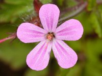 Geranium purpureum 6, Klein robertskruid, Saxifraga-Ab H Baas