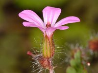 Geranium purpureum 7, Klein robertskruid, Saxifraga-Ab H Baas