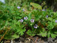 Geranium pusillum 4, Kleine ooievaarsbek, Saxifraga-Ed Stikvoort