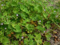 Geranium pusillum 5, Kleine ooievaarsbek, Saxifraga-Ed Stikvoort