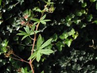 Geranium pusillum 8, Kleine ooievaarsbek, Saxifraga-Rutger Barendse